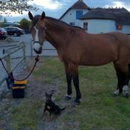 Dvaergpinscher Tyson