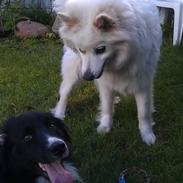Border collie Bobbie Olsen