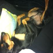 Dvaergpinscher Tyson