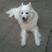 Samojedhund Bamse