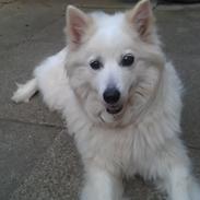 Samojedhund Bamse