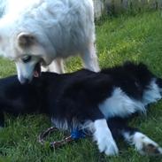 Samojedhund Bamse