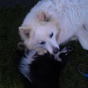 Samojedhund Bamse