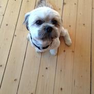 Shih tzu Skipper