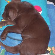 Blanding af racer Balou