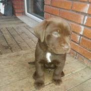 Blanding af racer Balou