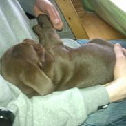 Blanding af racer Balou