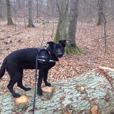 Blanding af racer Maggie