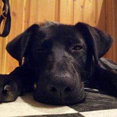 Blanding af racer Maggie