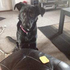 Blanding af racer Maggie