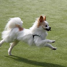 Blanding af racer Oscar