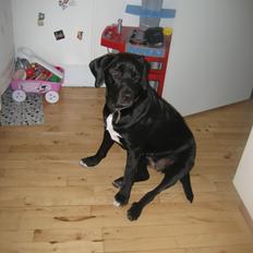 Blanding af racer sussi