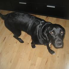 Blanding af racer sussi