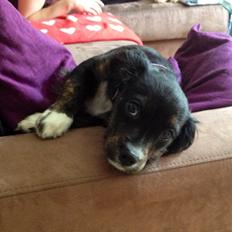 Blanding af racer Jessy