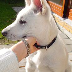 Hvid schæfer Buller