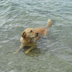 Blanding af racer Labrador retriever + Golden retriever Niels (BV)