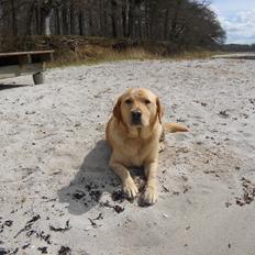 Blanding af racer Labrador retriever + Golden retriever Niels (BV)