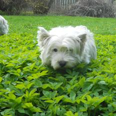 West highland white terrier Ravnegårds Olympus *Paddy* (My Soulmate <3)