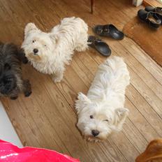 West highland white terrier La Toya  (Den specielle<3)