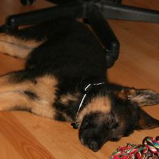 Schæferhund Normanners Platin - Zagan