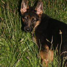 Schæferhund Normanners Platin - Zagan