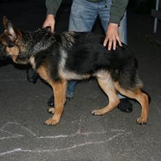 Schæferhund Normanners Platin - Zagan