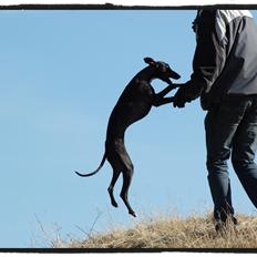 Whippet StarRunners Sadie