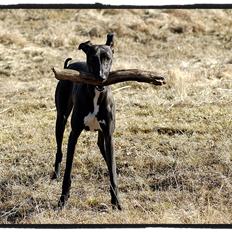 Whippet StarRunners Sadie