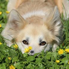 Islandsk fårehund DKRLCH LP2DM13 LP1 LP2 LP3 Lipurta's Viska Lilja