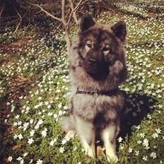 Eurasier Eurasierkrogens Artos (Niiko)