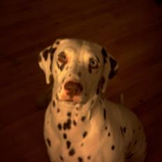 Dalmatiner *Himmelhunden* Thilde