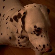 Dalmatiner *Himmelhunden* Thilde