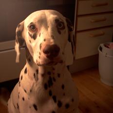 Dalmatiner *Himmelhunden* Thilde