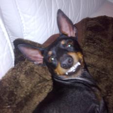 Engelsk toy terrier Rex