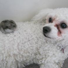 Bichon à poil frisé Coco