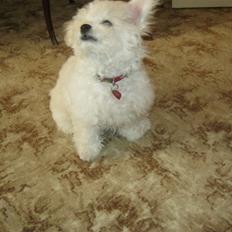 Bichon à poil frisé Coco