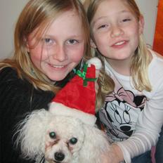 Bichon à poil frisé Coco