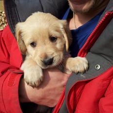 Golden retriever Nala