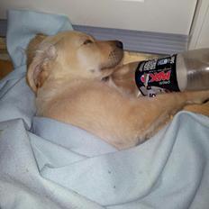 Golden retriever Nala