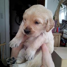 Golden retriever Nala