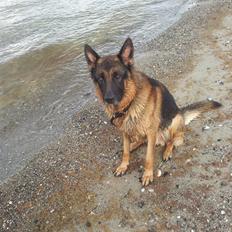 Schæferhund almebos obelix