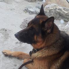 Schæferhund almebos obelix