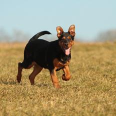 Blanding af racer Maya