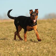 Blanding af racer Maya