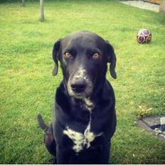 Blanding af racer Lucky