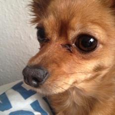 Blanding af racer Lexie