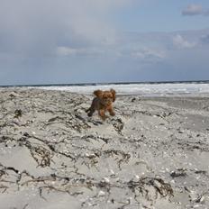 Cavalier king charles spaniel Luna