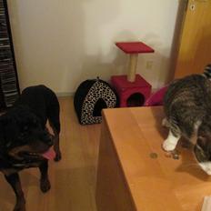 Rottweiler Vom Hause Wenorra Luna