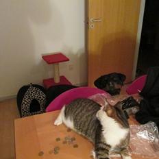 Rottweiler Vom Hause Wenorra Luna