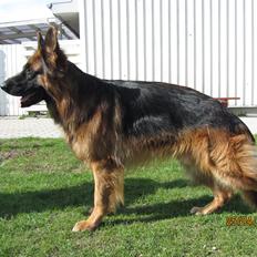 Schæferhund Akacias Quando